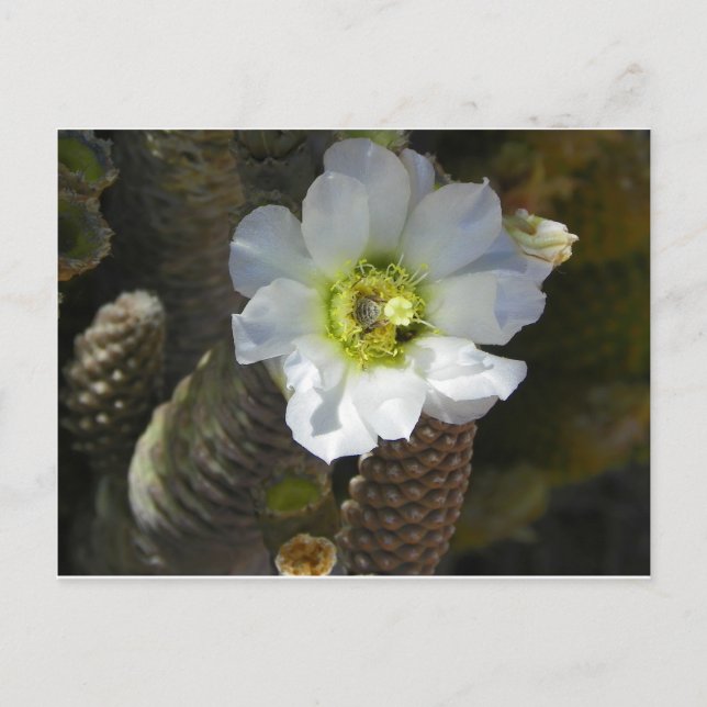 Cactus Bloom Postcard (Front)