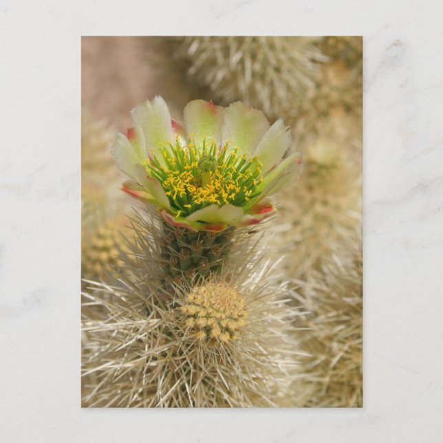Cactus Bloom Postcard (Front)