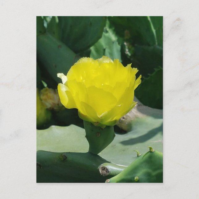 Cactus Bloom Postcard (Front)
