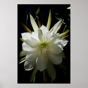 Cactus Bloom Poster
