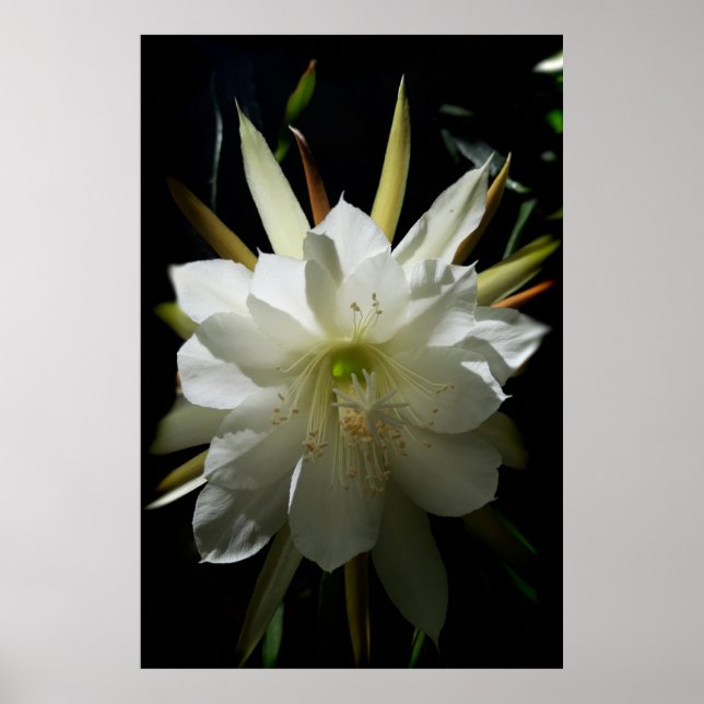 Cactus Bloom Poster (Front)