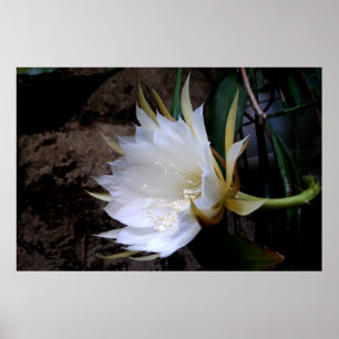 Cactus Bloom Poster