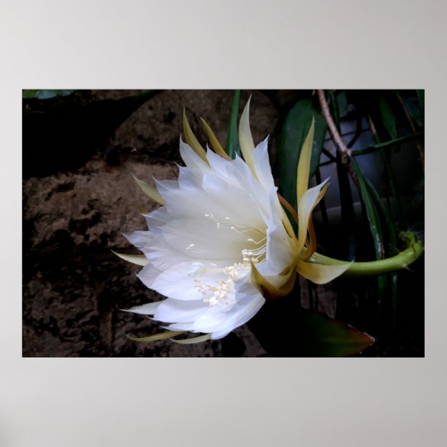 Cactus Bloom Poster (Front)
