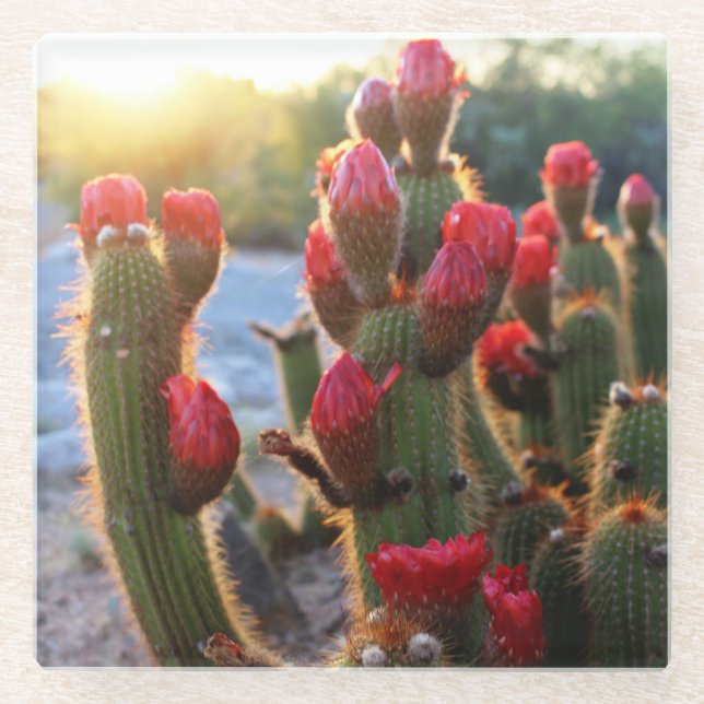 Cactus Blooms Red Sunset Desert Flowers Photo Glass Coaster (Front)