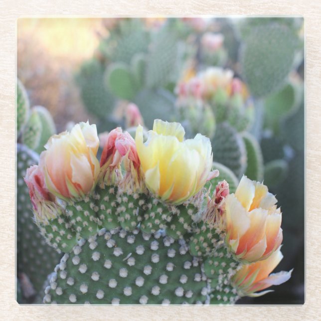 Cactus Blooms Yellow Pink Desert Flowers Photo Glass Coaster (Front)