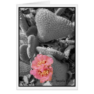 Cactus Blossom