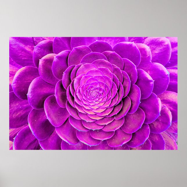 Cactus blossom design poster (Front)