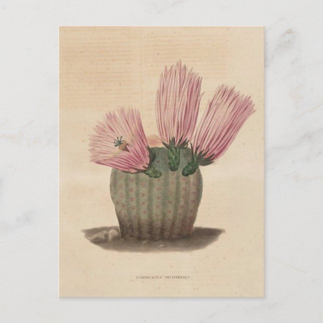 Cactus Botanical Illustration from 1841 Postcard (Front)