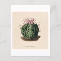 Cactus Botanical Illustration from 1841