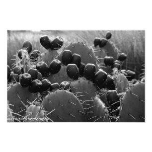 Cactus candy photo print