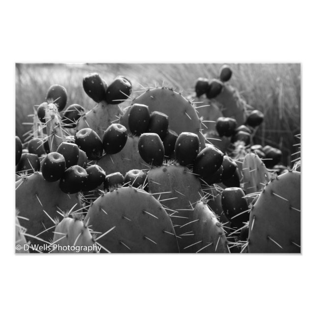 Cactus candy photo print (Front)