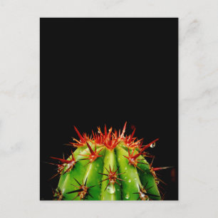 Cactus Ceramic Postcard
