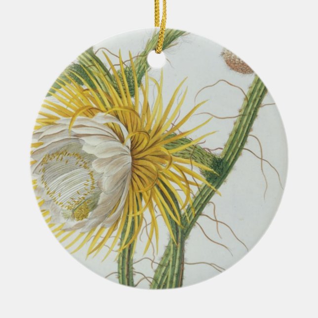 Cactus: Cereus, from Trew's 'Plantae Selectae' 175 Ceramic Tree Decoration (Front)