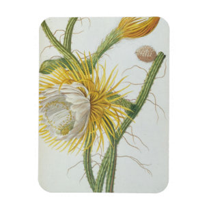 Cactus: Cereus, from Trew's 'Plantae Selectae' 175 Magnet