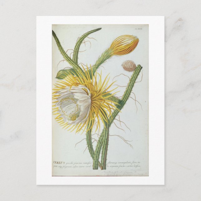 Cactus: Cereus, from Trew's 'Plantae Selectae' 175 Postcard (Front)