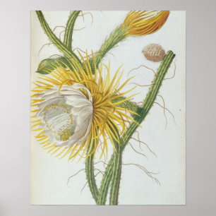 Cactus: Cereus, from Trew's 'Plantae Selectae' 175 Poster