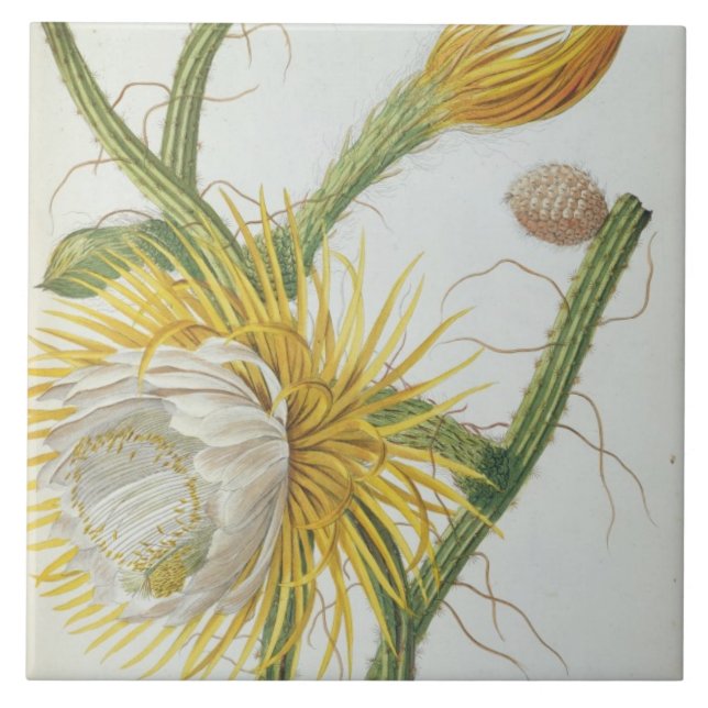 Cactus: Cereus, from Trew's 'Plantae Selectae' 175 Tile (Front)