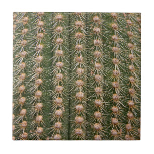 Cactus close up tile