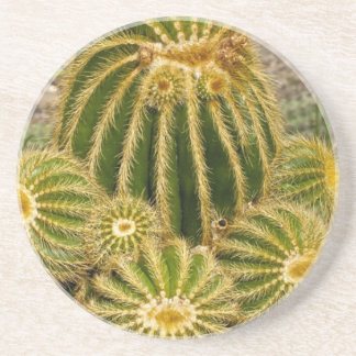 Cactus Coaster