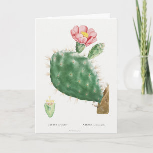 Cactus Cochenillifer, Antique Illustration, 1799  Card