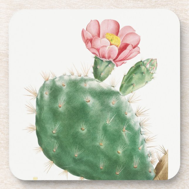 Cactus Cochenillifer, Antique Illustration, 1799  Coaster (Front)