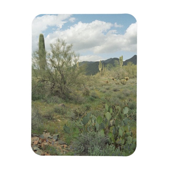 Cactus Colouring Decorative Desert Magnet (Vertical)