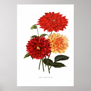 Cactus Dahlias Poster