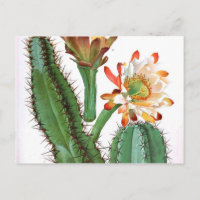 Cactus Family Vintage Botanical Print