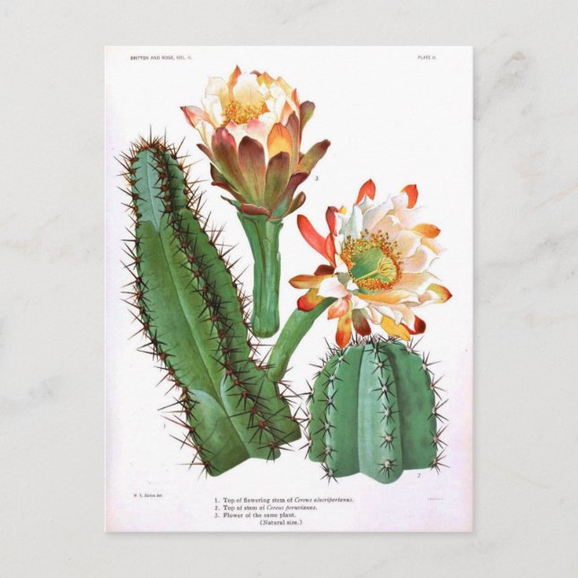 Cactus Family Vintage Botanical Print Postcard (Front)
