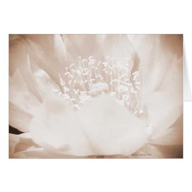 Cactus Flower (Front Horizontal)