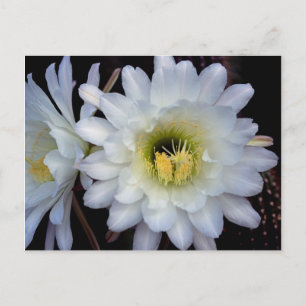 Cactus Flower 4355 Postcard