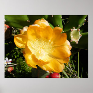 Cactus Flower Blooms in Orange Poster