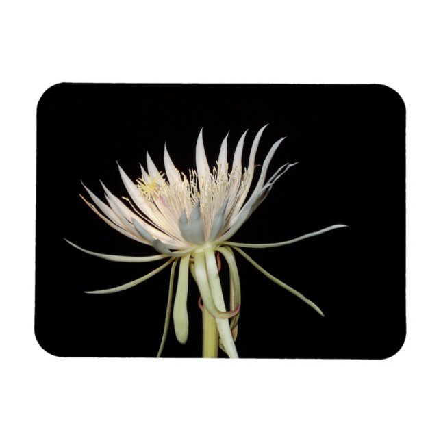 Cactus flower magnet (Horizontal)