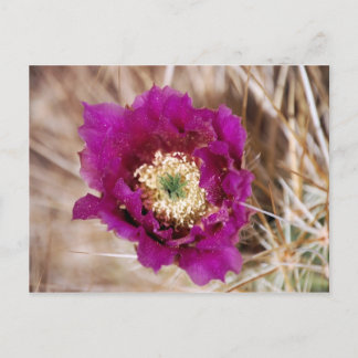 Cactus Flower Postcard