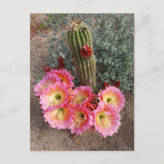 Cactus Flower Postcard