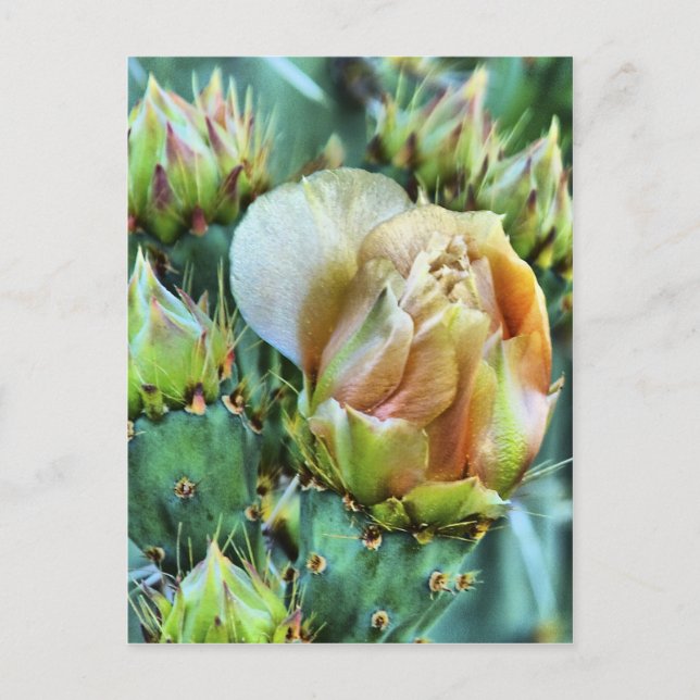 Cactus Flower Postcard (Front)