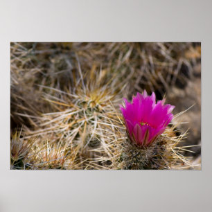 Cactus Flower Poster