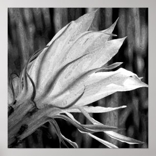 Cactus Flower Poster