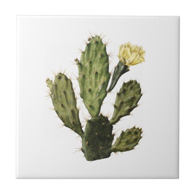 Cactus Flower Vintage Drawing Ceramic Tile (Front)