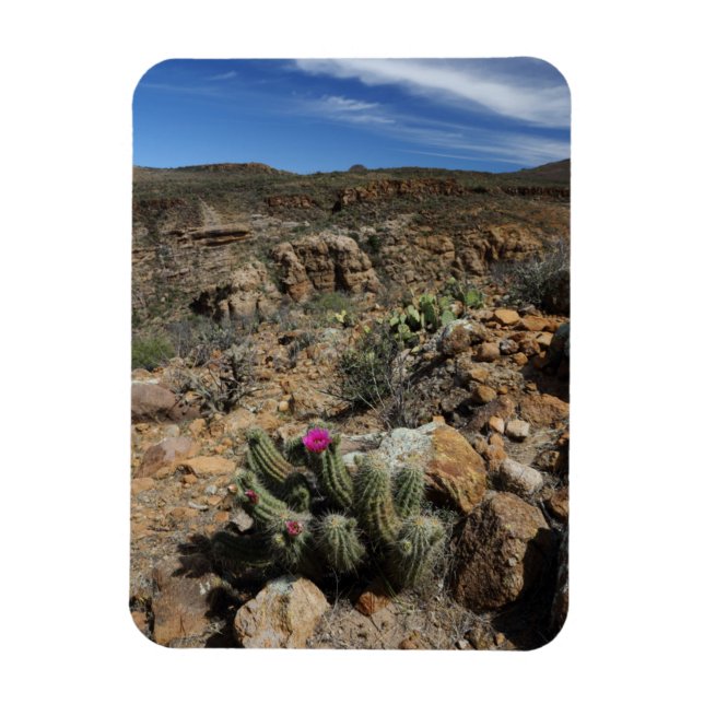 Cactus Flowering Magnet (Vertical)