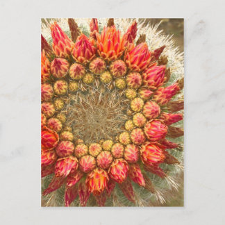 Cactus Flowers 016a Postcard
