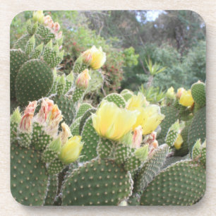 Cactus Flowers Coasters