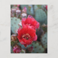 Cactus Flowers Deep Pink Blooms