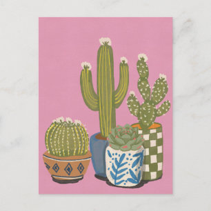 Cactus Flowers Pink Postcard