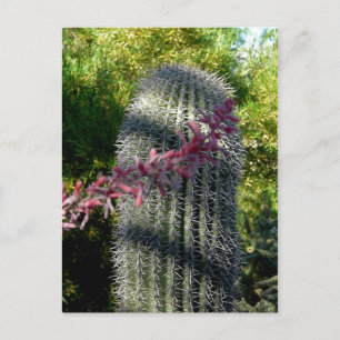 Cactus & flowers Postcard