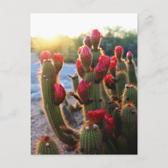 Cactus Flowers Red Blooms Sunset Postcard (Front)