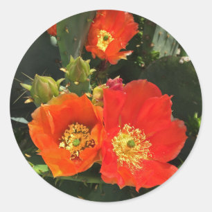 Cactus Flowers Vibrant Blooms Desert Floral Classic Round Sticker