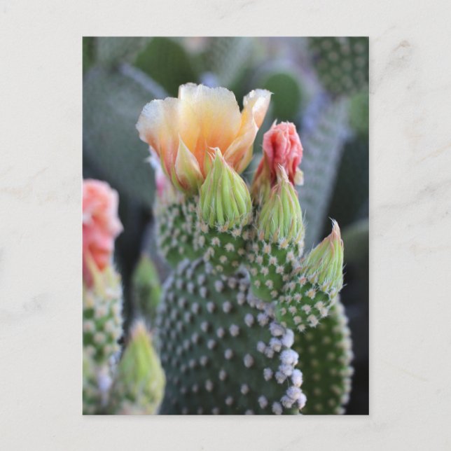 Cactus Flowers Yellow Pink Blooms Postcard (Front)