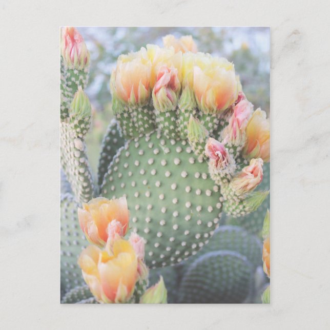 Cactus Flowers Yellow Pink Blooms Postcard (Front)