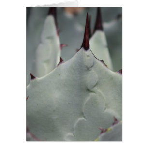 Cactus from the yard